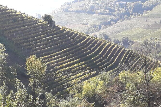 Private Winery and Vineyard Tour with Wine Tasting - A Personal Look at the Private Winery and Vineyard Tour with Wine Tasting