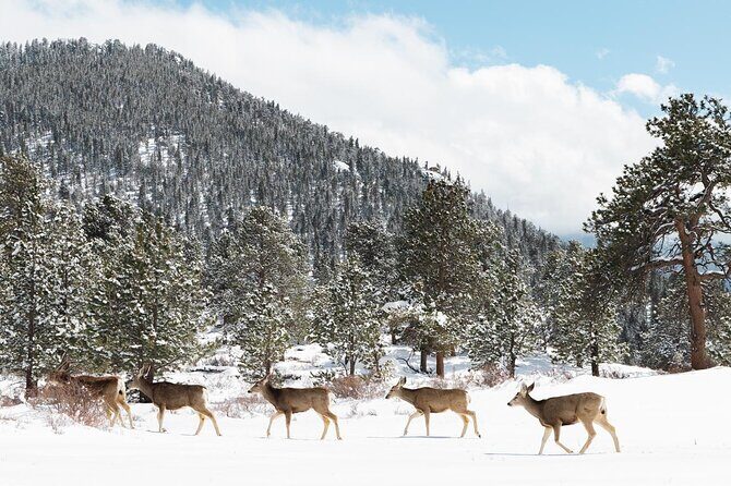 Private Winter Tour + Sledding in Rocky Mountain National Park - Key Points