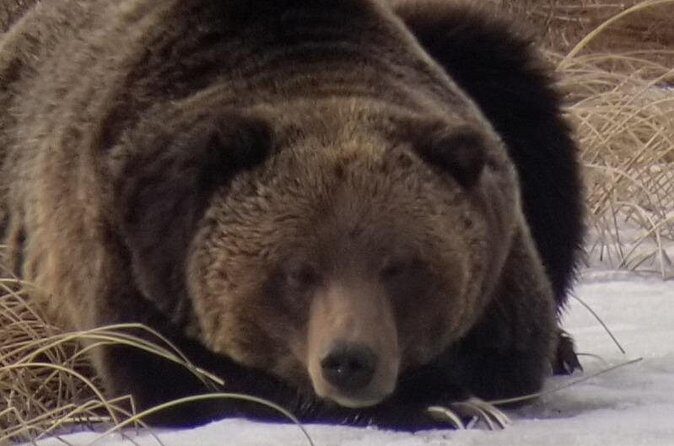 Private Wolf and Bear Watching in Yellowstone - FAQ