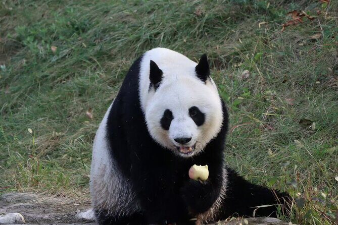Private Xi'an Half day Panda Qizai Tour - Exploring the Private Xian Half-Day Panda Qizai Tour