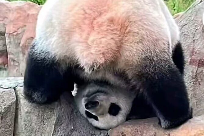 Private Xi'an Half day Panda Qizai Tour - A Deep Dive into the Xian Panda Experience