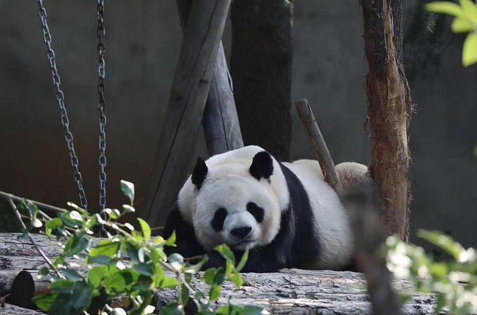 Private Xi'an Half day Panda Qizai Tour - Final Thoughts: Is It Worth It?