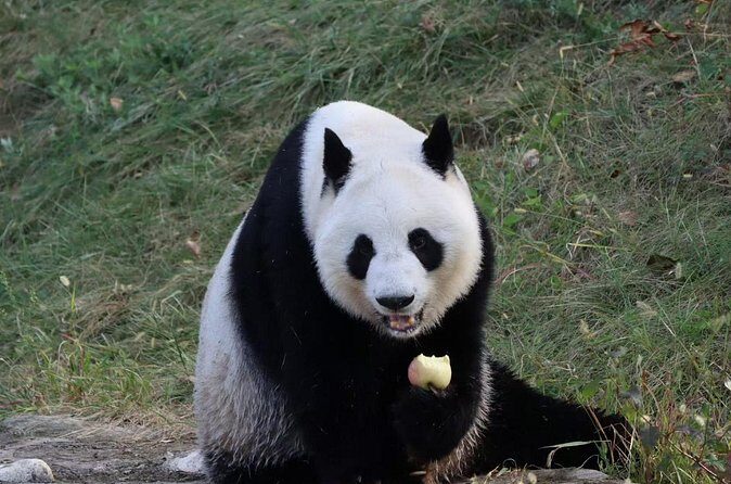 Private Xi'an Half day Panda Qizai Tour - FAQ About the Private Xian Panda Qizai Tour