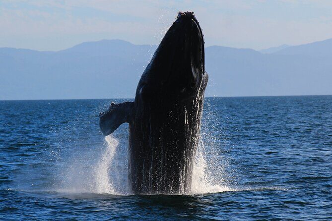 Private Yacht Charter on ChicaFun 1 Waterslides all inclusive - Who Will Love This Tour?