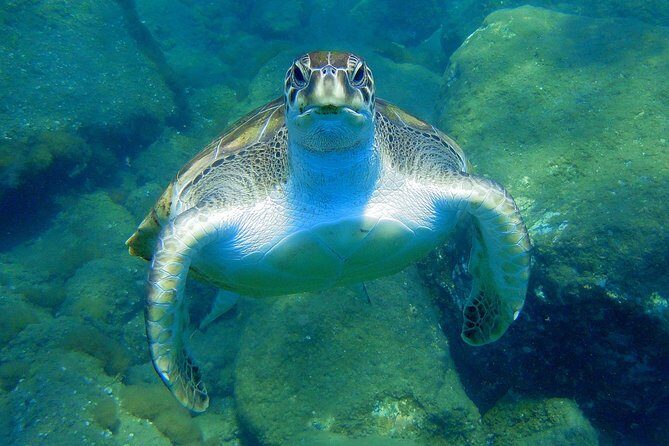 Private Yacht Excursion from Puerto Colon 3 hours - Exploring Tenerife’s Marine Life on a Private Yacht