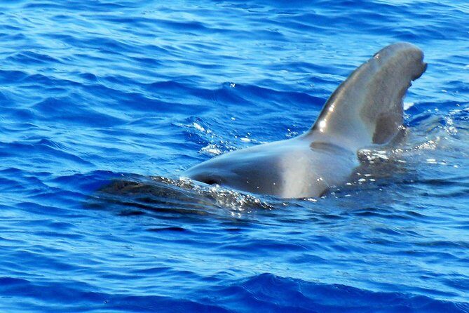 Private Yacht Excursion from Puerto Colon 3 hours - Who Will Love This Tour?