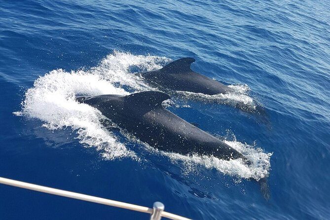 Private Yacht Tour With Whale and Dolphin Watching 42 Foot Boat - FAQs