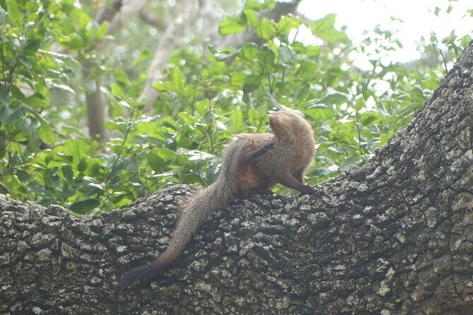 Private Yala Safari Full or Half Day Leopard Tour - Final Words