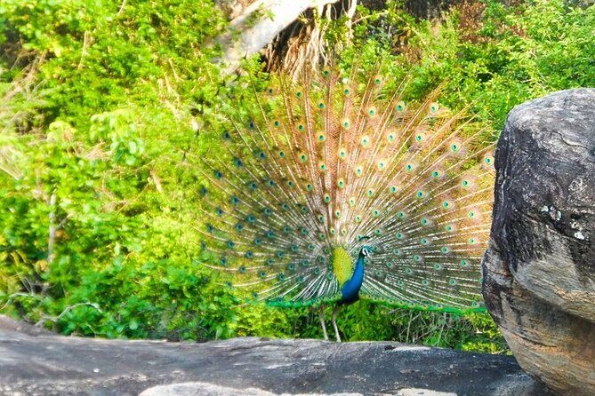 Private Yala Safari Full or Half Day Leopard Tour - FAQ