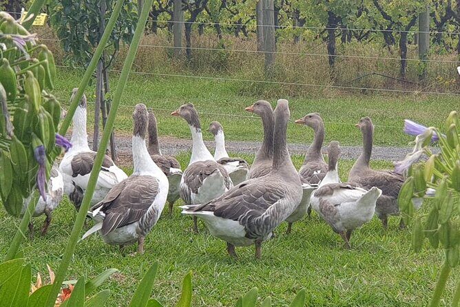 Private Yarra Valley Winery & Healesville Sanctuary Tours - Final Thoughts: Is It Worth It?