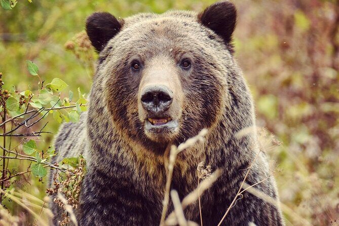 Private Yellowstone Highlights Tour - The Canyon: Spectacular Waterfalls and Unique Geology
