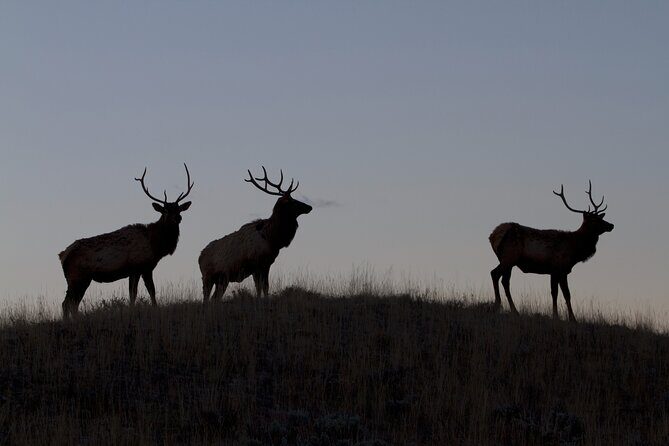 Private Yellowstone Highlights Tour - What Past Travelers Say
