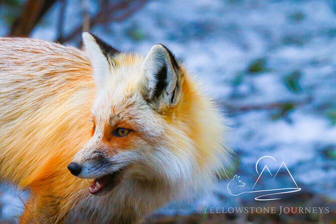 Private Yellowstone Journey from Gardiner, MT - A Deep Dive into Your Yellowstone Adventure