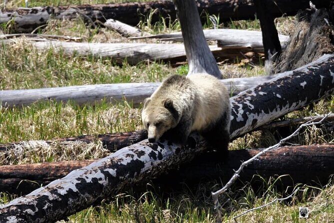 Private Yellowstone Wildlife and Photo Tours West Yellowstone - The Practical Side: What to Expect