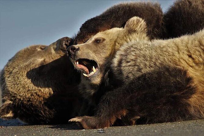 Private Yellowstone Wildlife and Photo Tours West Yellowstone - Who Will Love This Tour?