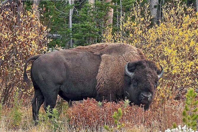 Private Yellowstone Wildlife and Photo Tours West Yellowstone - The Sum Up