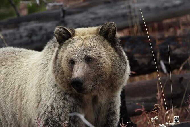 Private Yellowstone Wildlife and Photo Tours West Yellowstone - FAQ