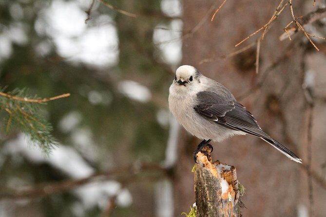 Private Yellowstone Wildlife Sightseeing Tour - The Sum Up