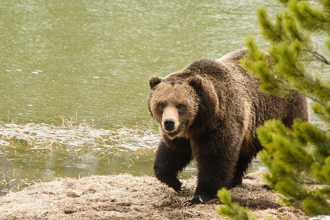 Private Yellowstone Wildlife Sightseeing Tour - FAQ