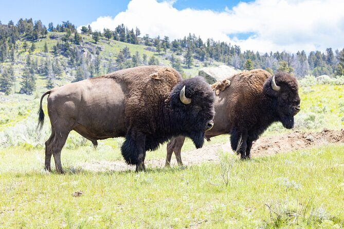 Private Yellowstone Wildlife Tour for Up to 10 Guests - Who Will Love This Tour?