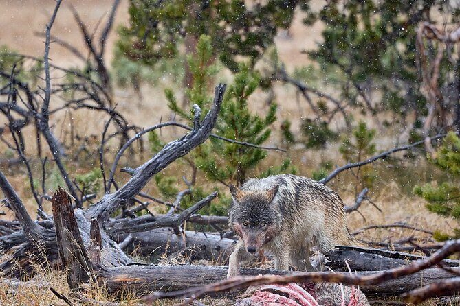 Private Yellowstone Wildlife Tours & Photo Safaris - Half Day - Why This Tour Works
