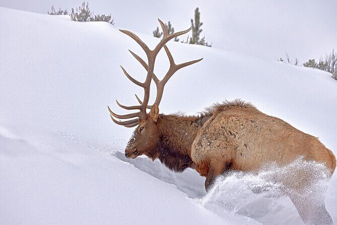 Private Yellowstone Wildlife Tours & Photo Safaris - Half Day - FAQ