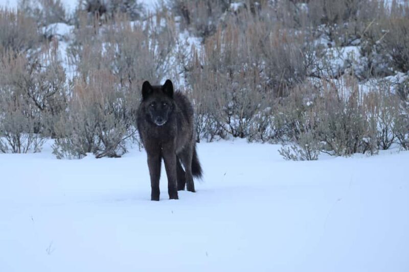 Private Yellowstone Winter Safari and Wolf Watching Tour - A Deep Dive into the Yellowstone Winter Safari