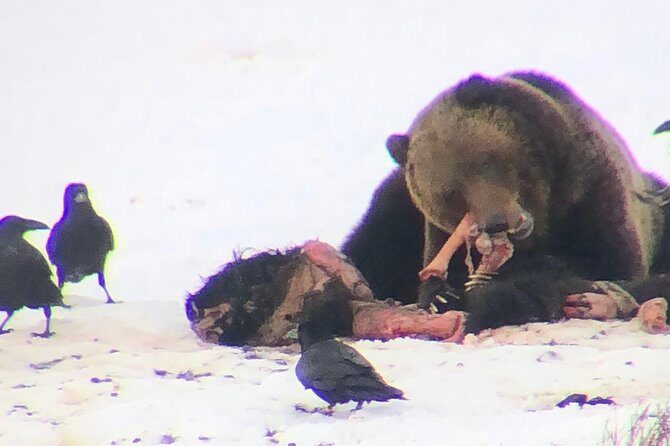 Private Yellowstone Winter Wolf Watching and Wildlife Safari - The Sum Up