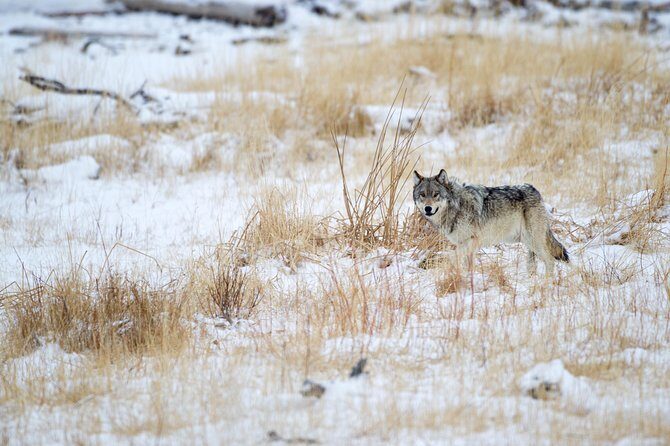 Private Yellowstone Wolf Watching & Wildlife Safari + lunch - Exploring the Details of the Yellowstone Wolf Watching & Wildlife Safari