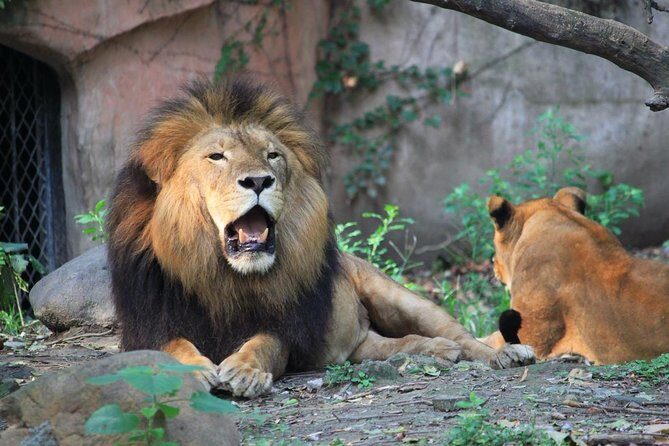Private Zhujiajiao Water Town Tour with Shanghai Zoo and Panda - Final Thoughts