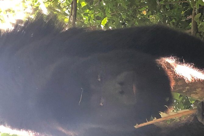 PRIVATE Zipline & Baboon Sanctuary Experience - An Exciting Half-Day Belize Adventure: Ziplining and Baboon Sanctuary