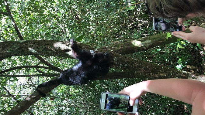 PRIVATE Zipline & Baboon Sanctuary Experience - Practical Tips for Your Adventure