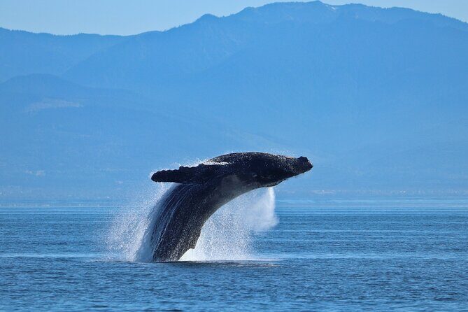 Private Zodiac Whale Watching Tour from Victoria - In-Depth Review: Navigating the Best of Victoria’s Marine Wildlife