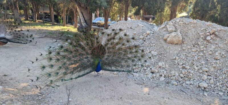 Private:Filerimos Hill, Ancient Kamiros,Kritinia Castle Tour - Key Points