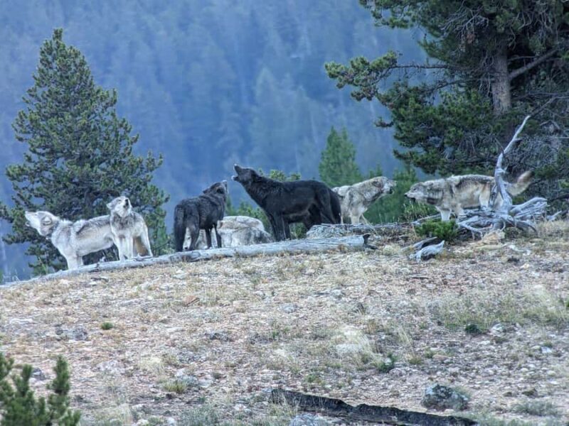 Privately Guided Safari at Sunset from West Yellowstone - Frequently Asked Questions