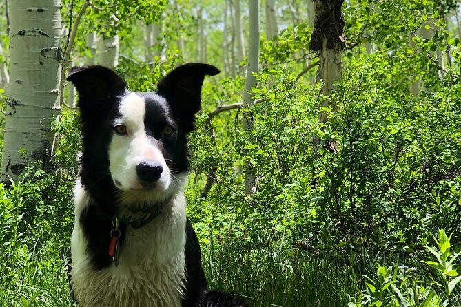 Privately Guided Scenic Mountain Hike - A Genuine Mountain Adventure in Park City