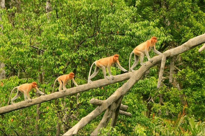 Proboscis Monkey and Fireflies River Cruise - Proboscis Monkey and Fireflies River Cruise: An Authentic Wildlife Adventure Near Kota Kinabalu