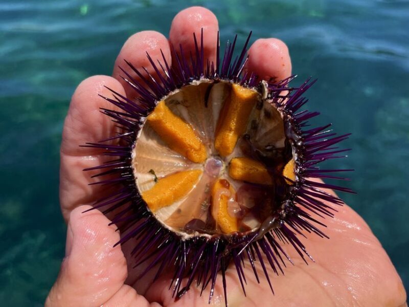 Procida: Boat Tour with Swimming Stops and Underwater Photos - Practical Tips for Participants