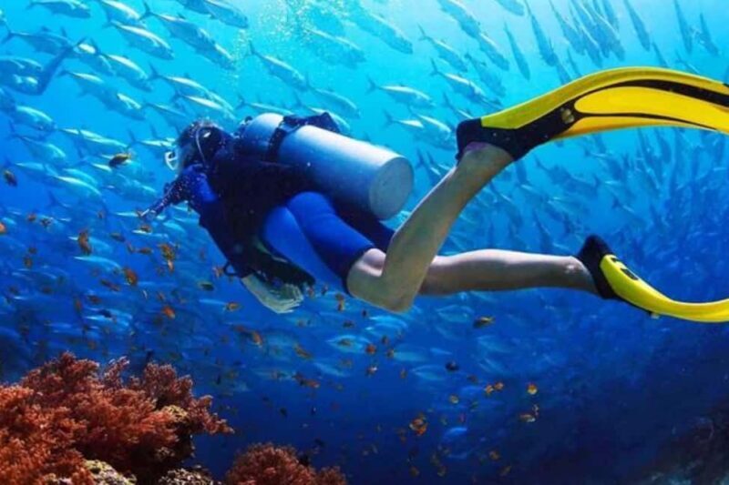 Professional Guided Scuba Diving: Swim with colorful fish. - Key Points
