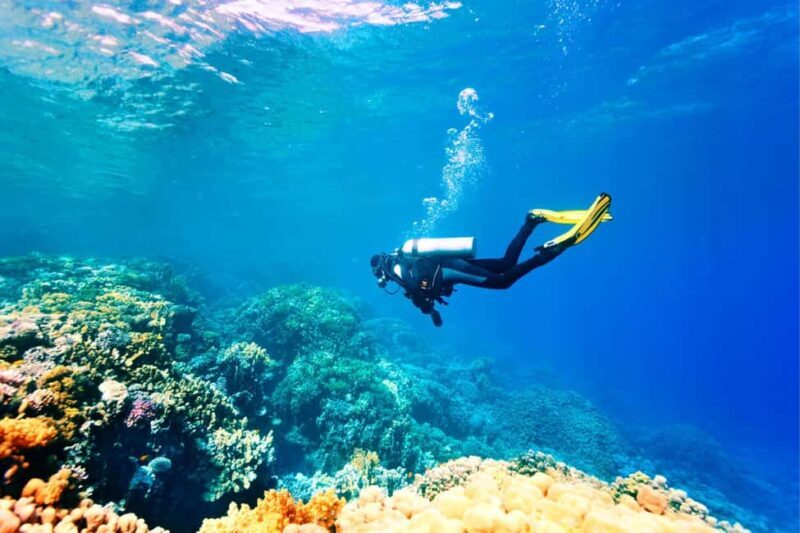 Professional Guided Scuba Diving: Swim with colorful fish. - Discovering the Underwater World of Antalya