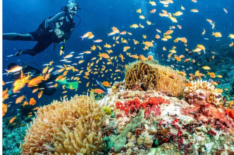 Professional Guided Scuba Diving: Swim with colorful fish. - Final Thoughts: Is It Worth It?