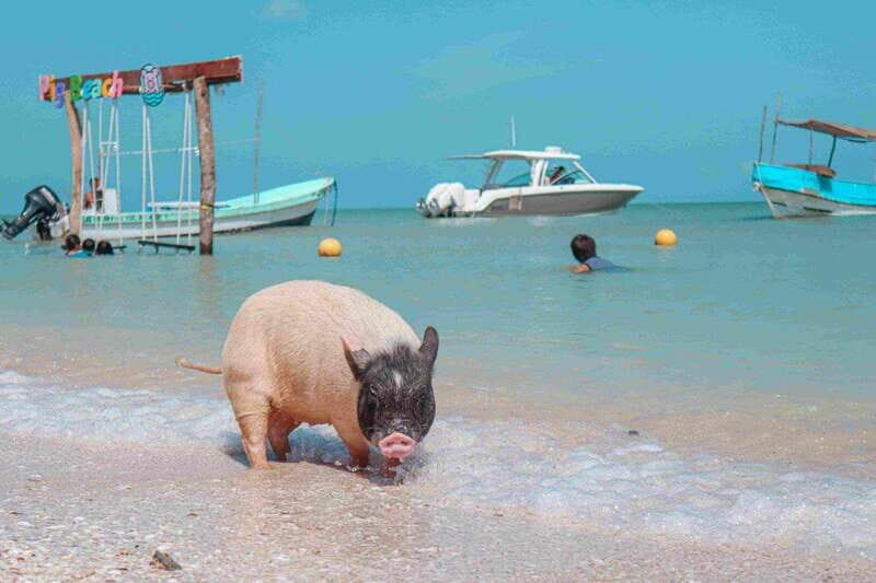 Progreso: Isla Columpios and Pig Beach Club Day Pass - Final Thoughts: Is It Worth It?