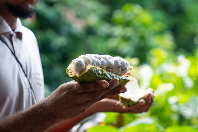Project Chocolat Tree to Bar Tour at Hotel Chocolat Saint Lucia - A Sweet Adventure in St. Lucia: The Project Chocolat Tree to Bar Tour
