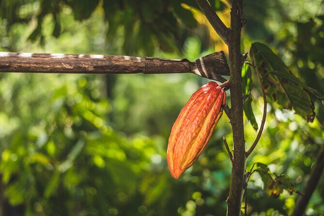 Project Chocolat Tree to Bar Tour at Hotel Chocolat Saint Lucia - Considerations