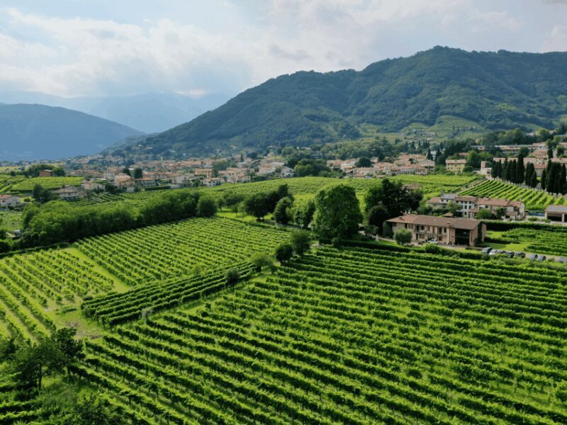 Prosecco Tasting in Countryside Winery - Prosecco Tasting in Countryside Winery