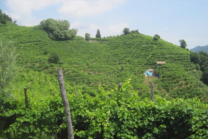 Prosecco Wine Tour (all-inclusive full day with lunch and expert wine guide) - Key Points