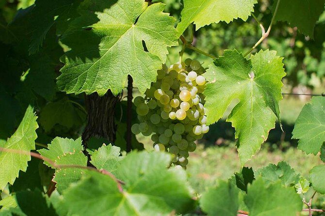 Prosecco Wine Tour. Full day from Venice - Prosecco Wine Tour: Full Day from Venice — A Guide to the Sparkling Side of Italy