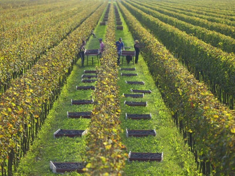 Prosecco Winery Tasting with Food Pairing near Venice - Final Thoughts: Is It Worth It?