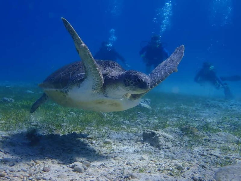 Protaras: Cape Grecko Single Dive for Qualified Divers - Why You Might Choose This Tour