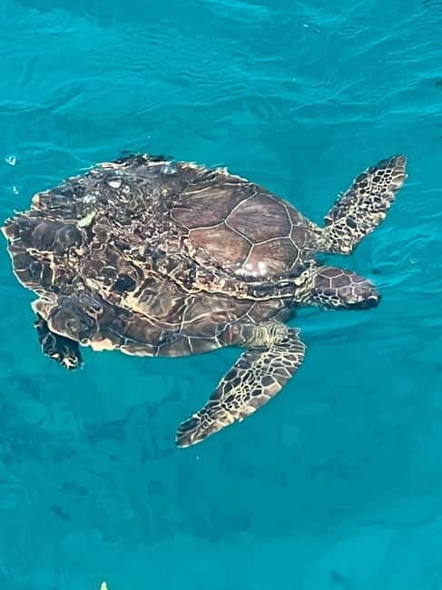 Protaras: Waterworld Turtle Cove Cruise with Swim Stops - Key Points